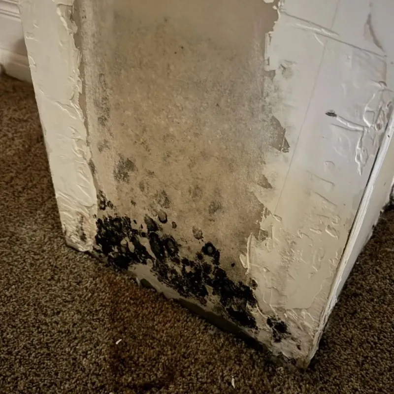 Professional Mold Removal in Forsyth, IL